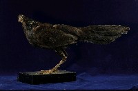 藍腹鷴藏品圖，第4張